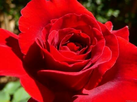 wallpapers of flowers roses. Bright Red Rose